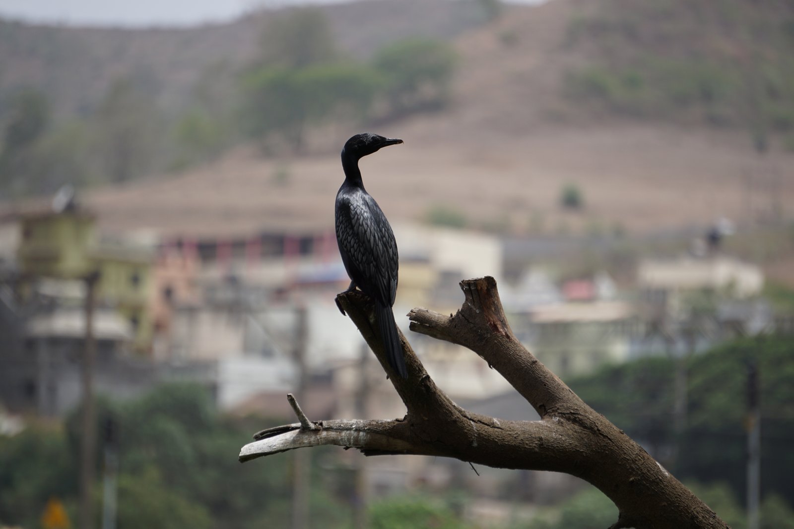 Bird_in_Kamshet,_Pune