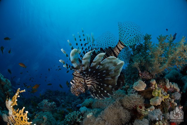 Coral Shark reef, Pondicherry Best Place for Scuba Diving in India