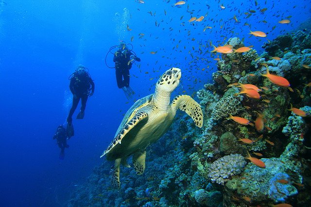 Grand Island, Goa Best Place for Scuba Diving in India