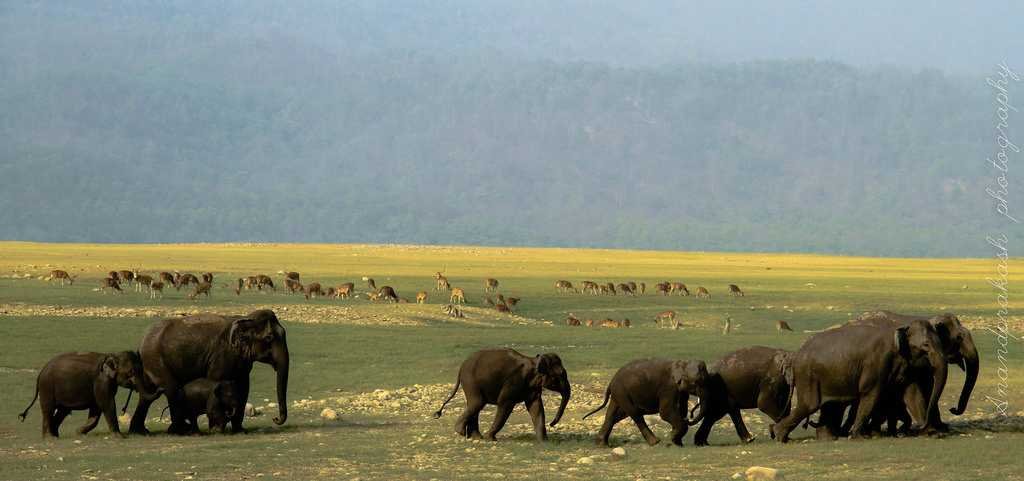 Jim Corbett National Park - Uttarakhand