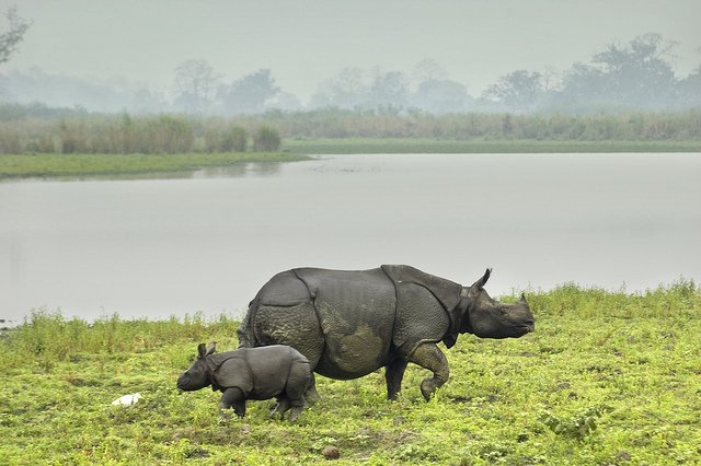 Kaziranga National park - Assam