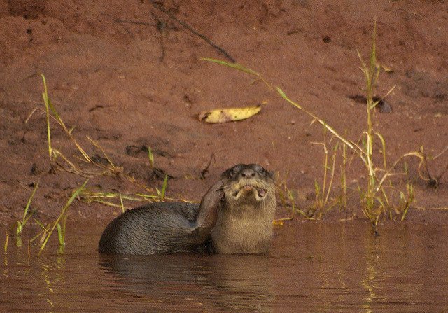 Periyar Wildlife sanctuary - Kerala