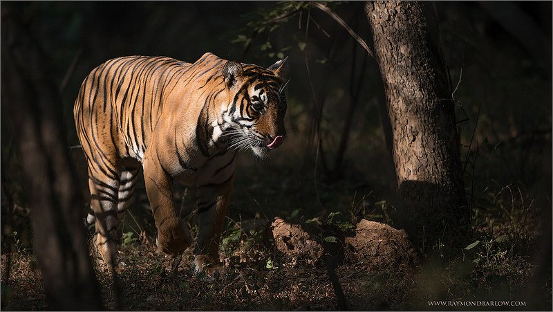 Ranthanbore National Park- Rajasthan