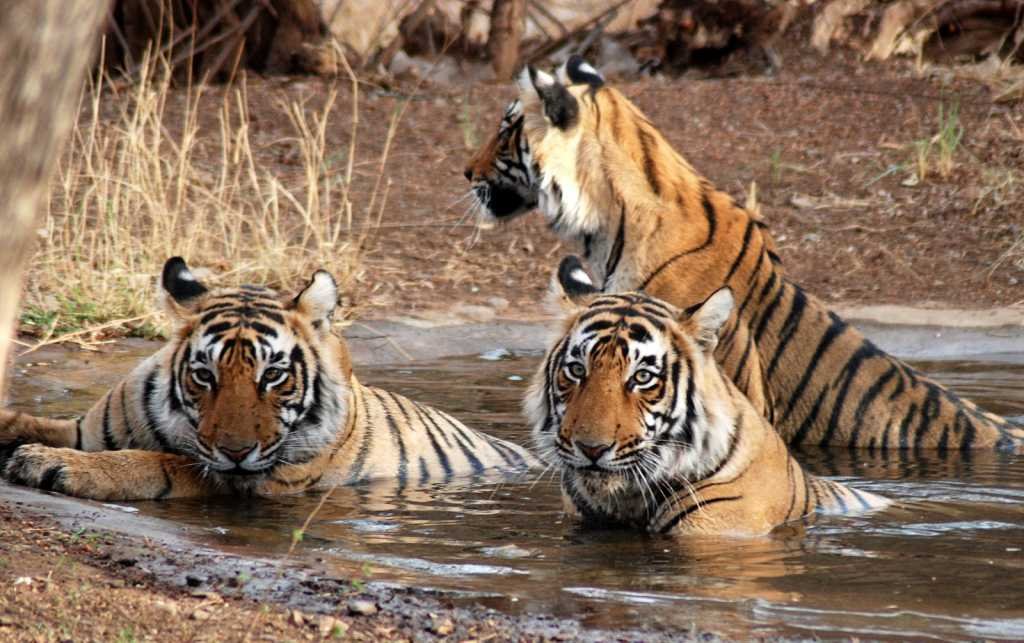 Sunderbans National Park-West Bengal