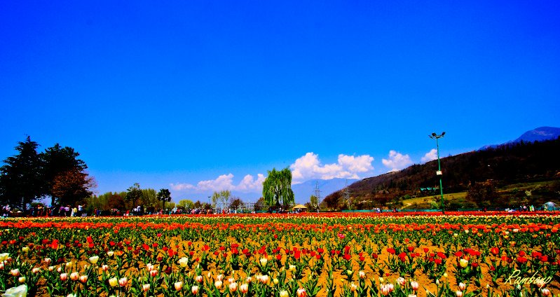 Tulip Garden Srinagar